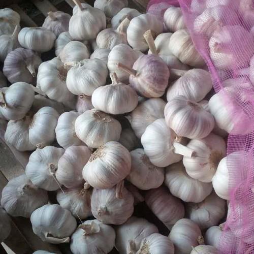 Sell Garlic Flakes, Garlic Powder, Whole White Garlic, Pupple BULK Garlic