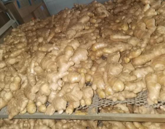 Sell Fresh Ginger from Turkey (Air Dried )