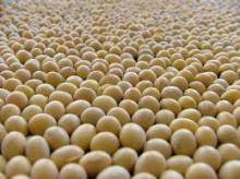 Wholesale mid: Beans