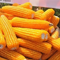 Wholesale machine: Non GMO Yellow Maize for Sale