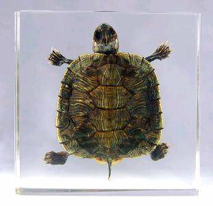 Insect Resin Turtle Crafts(id:3616966). Buy China Crafts, Turtle, Resin ...