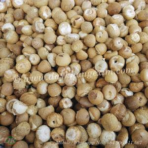 Wholesale whole betel nut: Whole White Betel Nut