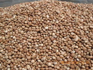 Wholesale betel nuts: Dried Whole Betel Nut, Thailand Origin