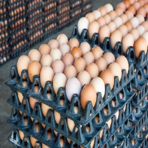 Wholesale food packing: Fresh Table Eggs