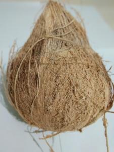 Wholesale Coconuts: Semi Husked Coconut
