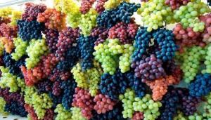 Wholesale iranian exporters: Top Grade Export Grapes