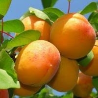 Wholesale fruit juice: First Class Quality Apricot