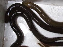 Wholesale packing box: Live Eel Fish