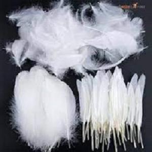 Wholesale duck: Duck Feather