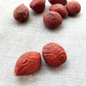 Wholesale cycas revoluta: Cycas Revoluta Seeds (King Sago Palm Seeds, Cycad Seeds)