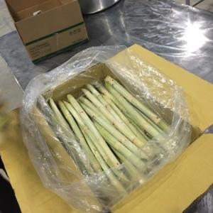 Wholesale cane: Fresh Sugarcane