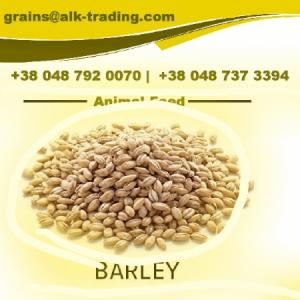 Wholesale bank: Animal Feed Barley
