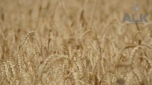 Wholesale wheat flour milling: Wheat Grain in Bulk