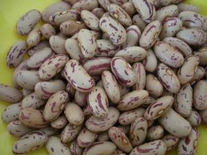 Wholesale speckled kidney bean: Sugar Beans Long Shape Light Speckled Kidney Beans/Pinot Beans