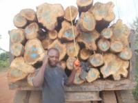 Sell  teak timber wood log
