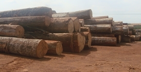 Sell okan wood log
