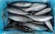 Sell Best Quality Fishing Bait Frozen Sardine Fish