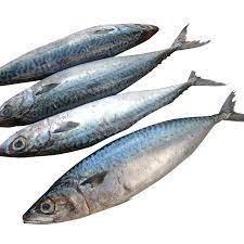 Sell Frozen Sardine Fish 60-70 Frozen Seafood Exporters