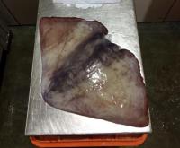 Sell sell Best Quality 30KG+ HGT Frozen Sail Fish