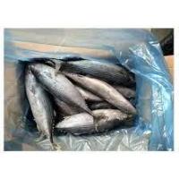 Sell Export Good Quality Bonito Fish Belted Bonito Stripe bonito Sarde