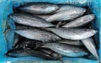 Sell Indian Mackerel Whole Round Fish On Sale fish Mackerel Supplier