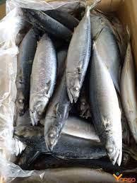 Sell saba mackerel for canned food seafood salmon mackerel