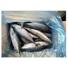 Sell 400-600G Frozen Pacific Mackerel Fish Somber Japonicus