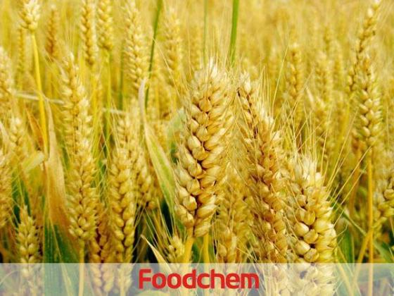Sell Wheat Protein Peptide