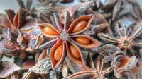 Sell Star Anise Fruits
