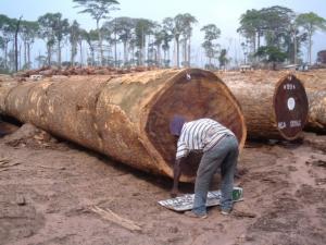 Wholesale and: Bubinga Timber  Large  Logs  and  Lumber for  Ready  for  Sale