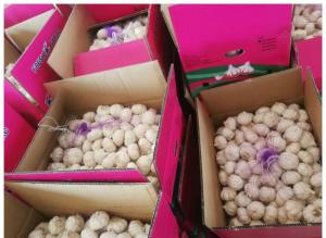 Wholesale white garlic: Fresh White  Garlics  ,  Dry Garlics  Flakes and Crushed  Garlics  for  Sale