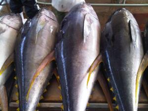 Wholesale tuna fish: Skip Jack Tuna Fish for Sale