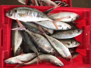 Wholesale yellowtail: Frozen Yellowtail  Scad