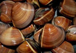 Wholesale Fish & Seafood: Brown Clam