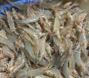 Wholesale vannamei shrimp: Vannamei Shrimp