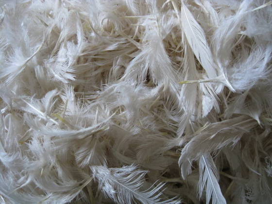 sell chicken broiler feather high protein and calsium id 8542111  from cv  sumber alam barokah