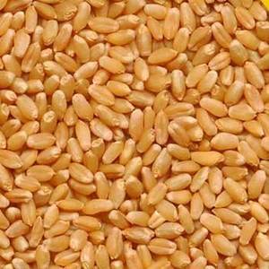 Wholesale feed: Wheat for Animal Feed