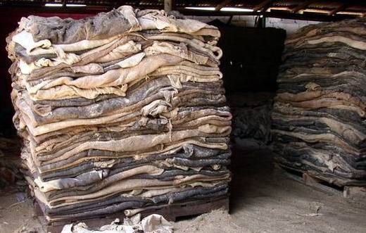 buyers of raw hides