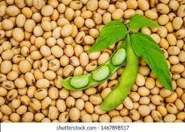 Wholesale beans: Soya Beans