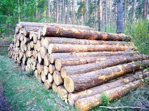 Wholesale redwood: Pine Logs