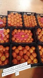 Wholesale Citrus Fruit: Mandarin Murcotte
