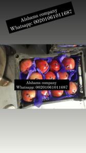 Wholesale carton: Fresh Egyptian Pomegranate with High Quality