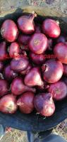 Sell red onions 