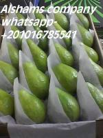 Sell fresh guava 