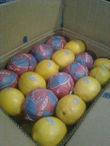 Wholesale lemon exporter: fresh Lemon