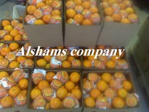 Wholesale Citrus Fruit: Fresh Oranges