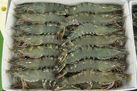 Wholesale prawns: Black Tiger Shrimps, Frozen King Prawns,White Shrimps