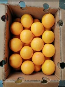 Wholesale Citrus Fruit: Egyptian Orange  Navel  and Valencia