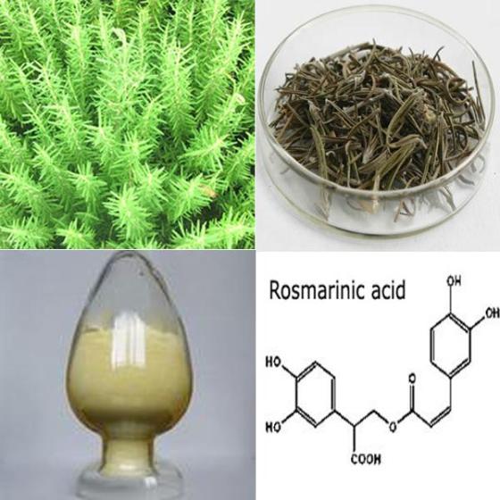 Sell Rosemary Extract Rosmarinic acid