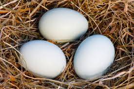 Wholesale pads: Fresh White Chicken Eggs